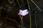 Eastern purple bladderwort